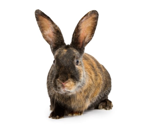 Preview: A Harlequin Rabbit Isolated on White