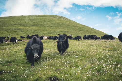 Preview: Tibetan yaks on mountain top grassland
