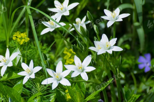 Preview: beautiful photo of delicate flowers