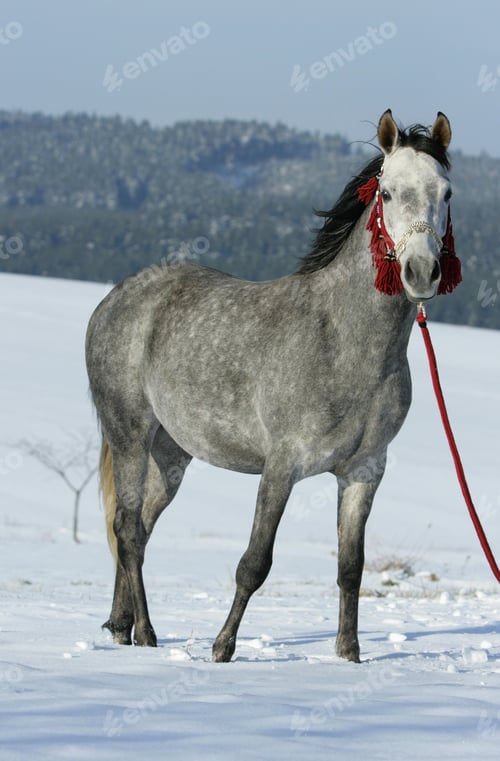 Preview: arabian, horse, mare, stallion, riding