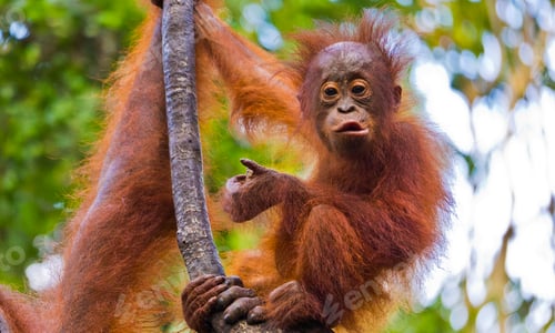 Preview: Orangutan, Tanjung Puting National Park, Indonesia