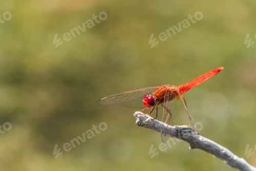 Preview: Small red dragonfly on a twig
