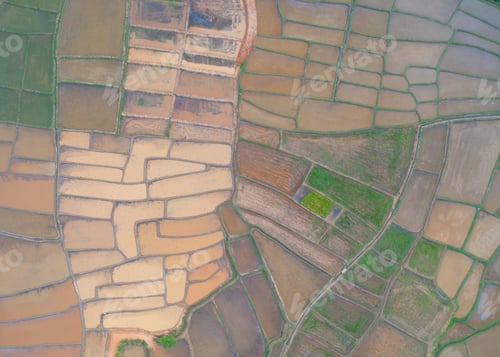 Preview: Fresh paddy rice, green agricultural field in countryside or rural area in Asia. Nature landscape.