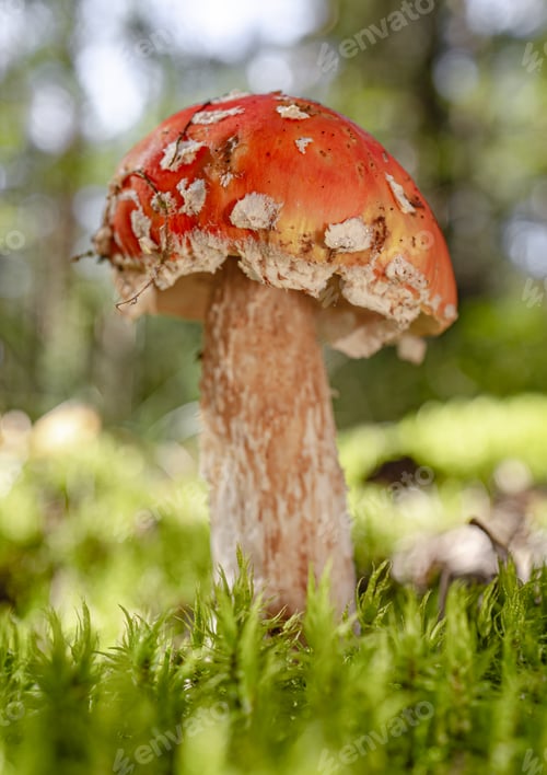 Preview: Fly agaric Mushroom In a forest.