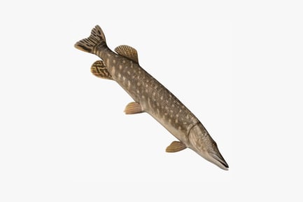 Preview: Lateral view of a pike