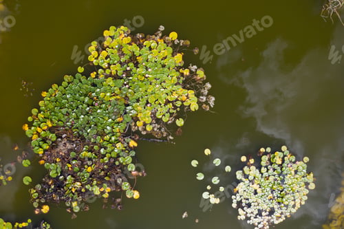 Preview: Small lake drone view