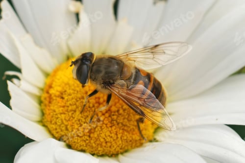 Preview: Closeup on a common drone fly, Eristalis tenax on a yellow white flower