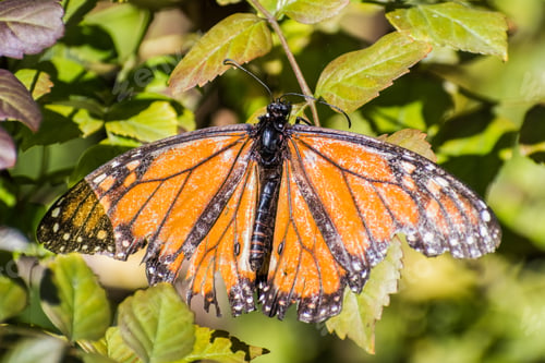Preview: Monarch Butterfly with frayed wings