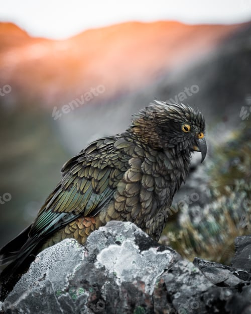 Preview: Shallow focus shot of a mountain parrot or New Zealand Kea bird resting on a stone