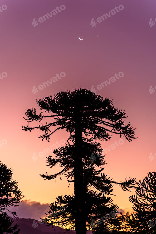 Preview: Araucaria tree at dawn
