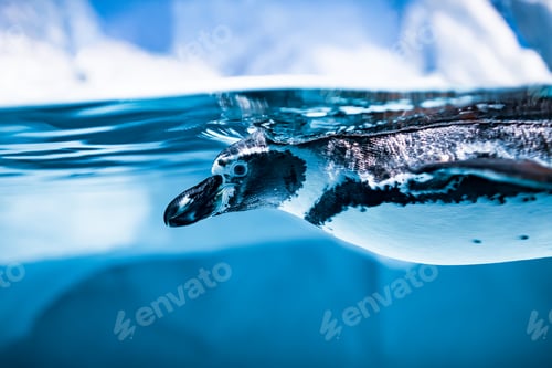 Preview: Humboldt Penguin (Spheniscus humboldti)