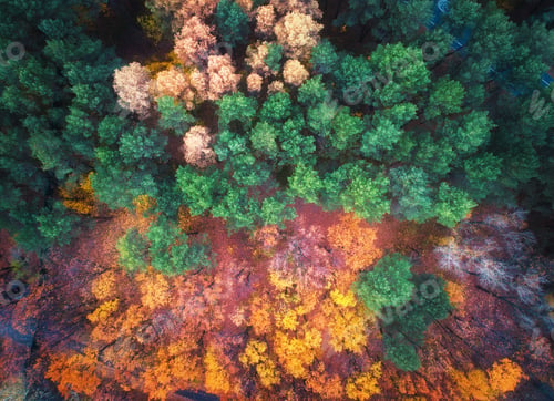 Preview: Aerial view of beautiful autumn forest at sunset. Landscape
