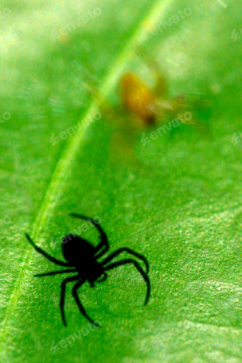Preview: Spider Silhouette Shade, Amazonia