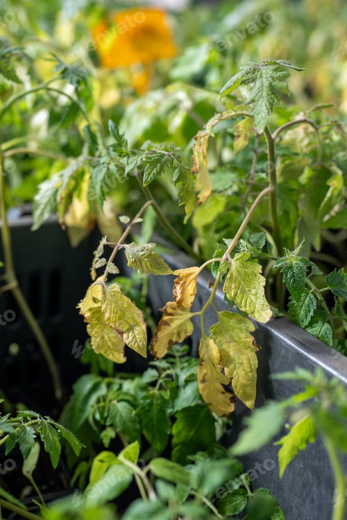 Preview: Fungal diseases of tomato leaves, septoria leaf spot, late blight.
