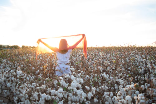 Preview: Woman holding a shawl in a cottonfield farm at sunset.