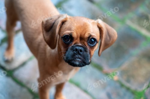 Preview: Guilty looking pugalier pug puppy dog with puppy eyes