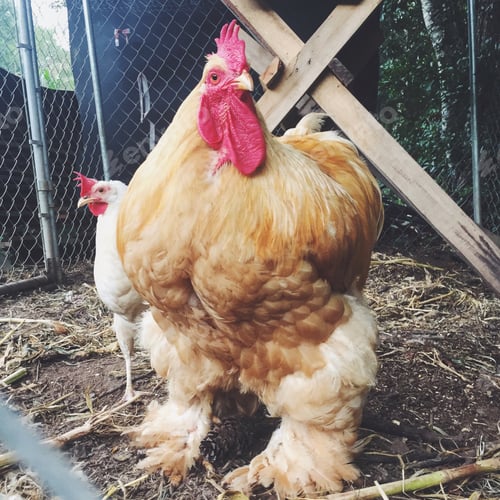 Preview: Rooster and chicken in coop.