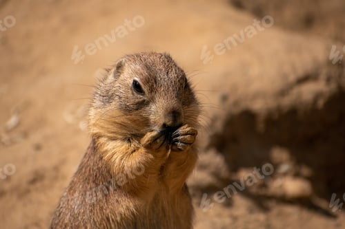 Preview: Closeup of a cute gopher in the zoo of Osnabruck