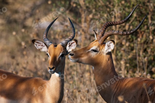 Preview: Two Impalas (Aepyceros melampus), Savute Channel, Linyanti, Botswana