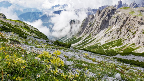 Preview: Spring flowers in a valley in the mountains.