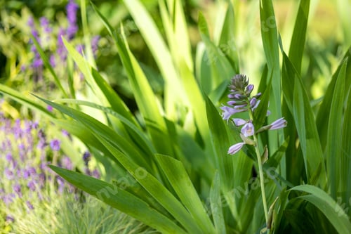 Preview: beautiful flower bed