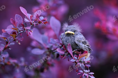 Preview: Chick of common blackbird sitting in bushes and looking around