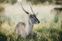 Preview: Water buck in the Kruger national safari park