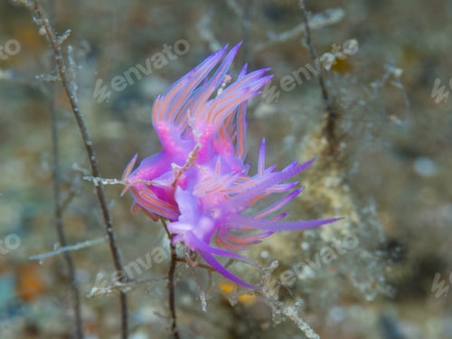 Preview: Pink-purple nudibranch from Cyprus