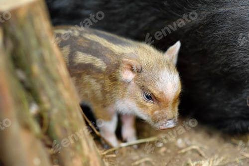 Preview: Funny little piglet breed of lop-bellied on a backyard of agricultural farm
