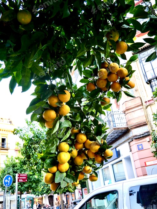 Preview: Orange tree