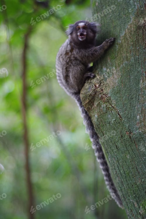 Vista previa: Image of a white-tufted marmoset gripping a tree trunk as it ascends the bark