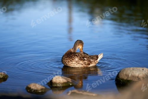 Preview: Female mallard swimming in a tranquil body of water grooming itself.