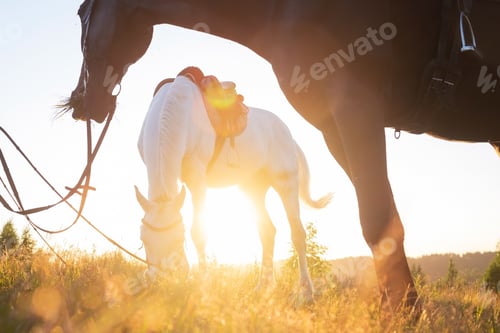 Preview: View on two horses grazing in a summer meadow