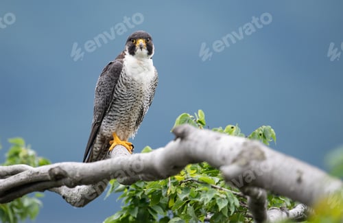 Preview: A Peregrine Falcon on a Branch