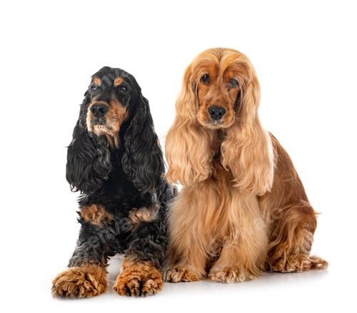 Preview: English Cockers Spaniels