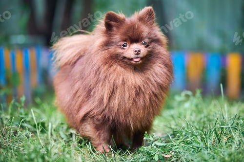 Preview: Pomeranian Spitz brown dog in garden