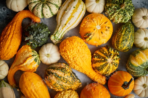 Preview: Colorful various kinds mini pumpkins on white background, top view, flat lay. Fall background