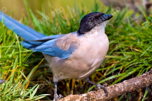 Preview: Azure-winged Magpie, Mediterranean Forest, Spain