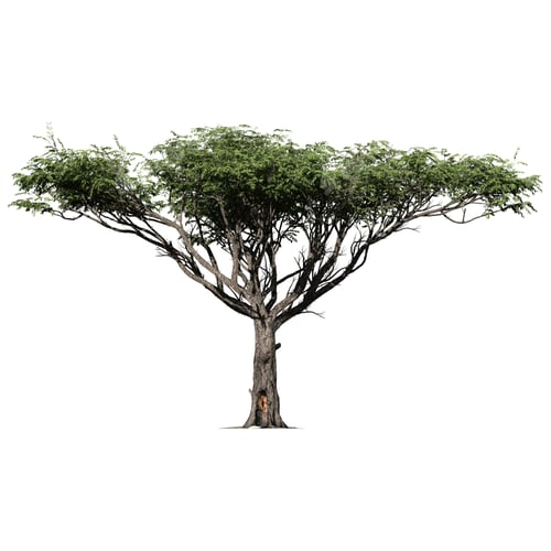 Preview: Acacia Tree Isolated Front View