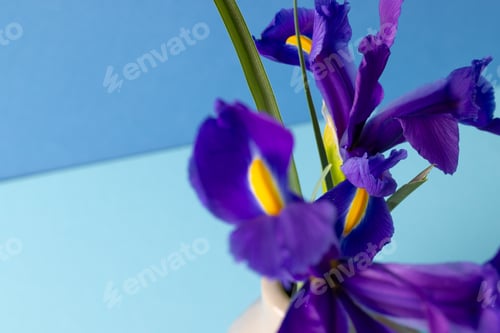 Preview: Purple flowers in vase and copy space on blue background