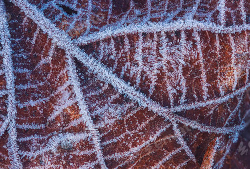 Preview: Frozen leaf with ice crystals, winter background