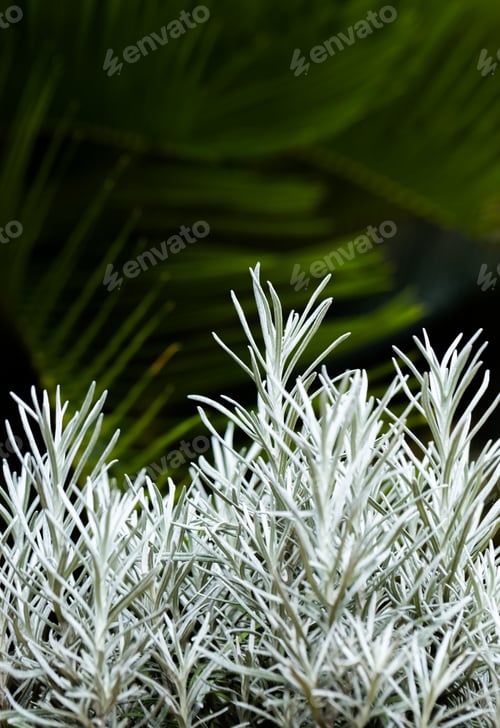 Preview: Fresh Rosemary Herb grow outdoor. Rosemary leaves Close-up.