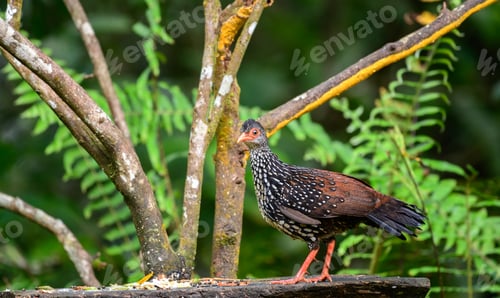 Preview: Sri Lanka spurfowl (Galloperdix bicalcarata) male bird standing on the bird feeder