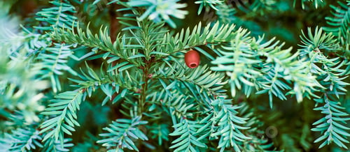 Preview: European yew tree, Taxus baccata evergreen yew close up toned, poisonous plant with toxins alkaloids