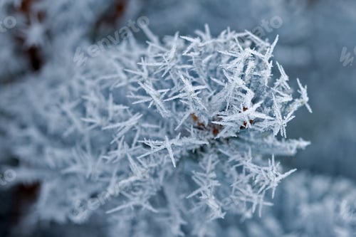 Preview: Branch of blue spruce, bud and needles in frosty frost are in close-up. Winter day before Christmas