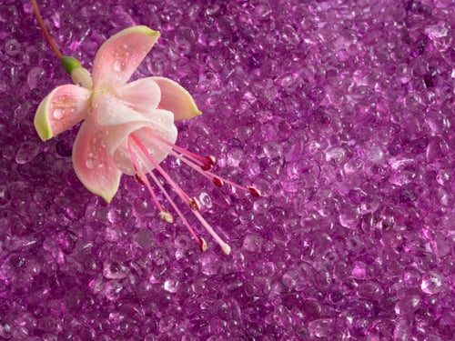 Preview: Pink Fuchsia flower bud on a beautiful purple background