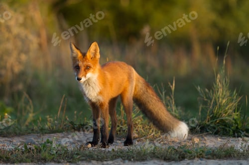 Preview: Cute young fox cub on the grass background. One. Evening light. Wild nature. Animals.