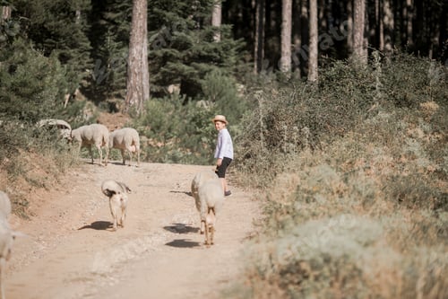 Preview: Rear on Caucasian small teen boy in hat walking outdoor in field and looking after sheep
