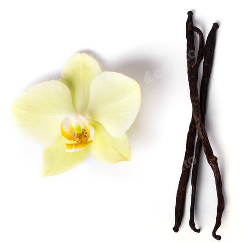 Vanilla Beans and Orchid Flower on White
