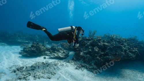 Preview: diver checking the health of the coral reef
